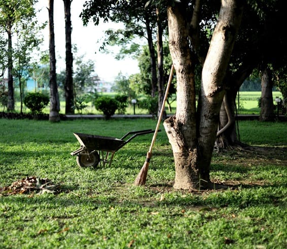 clean yard